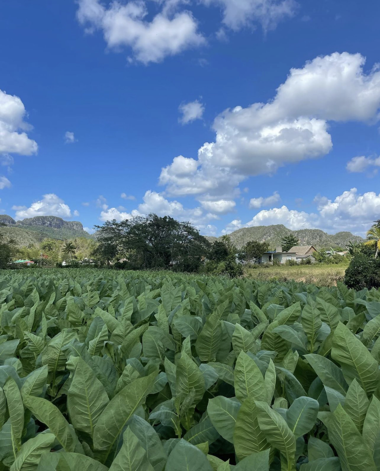 Cuban life Tours